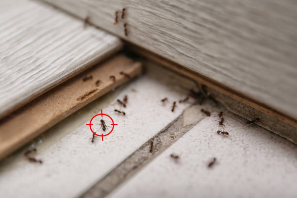 Best Wasp Removal Services  in Pembroke Pines, FL