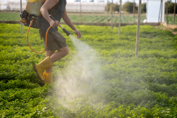 Best Affordable Pest Control Services  in Pembroke Pines, FL