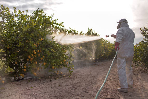 Reliable Pembroke Pines, FL Pest Control Solutions